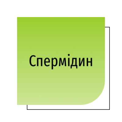 Спермідин