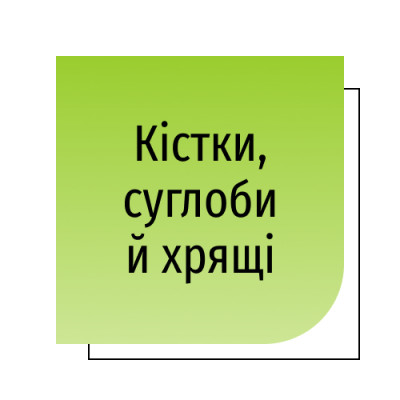 Кістки, суглоби й хрящі
