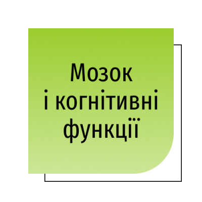 Мозок і когнітивні функції