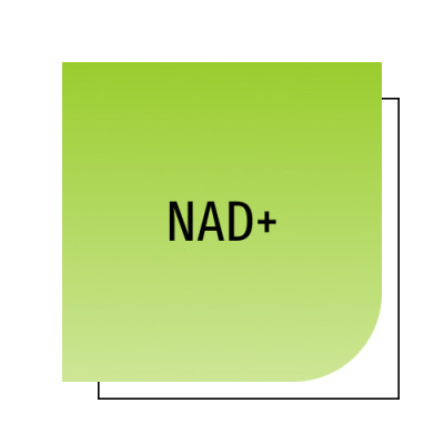 NAD+ (нікотинамід аденін динуклеотид)
