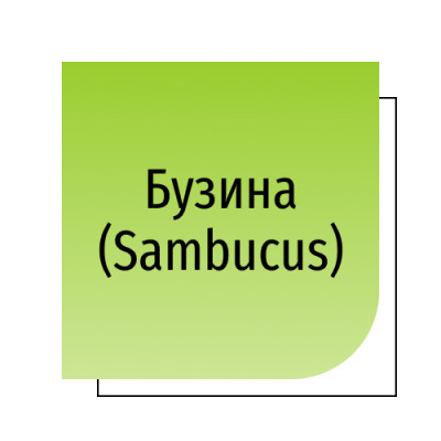 Бузина (Sambucus)