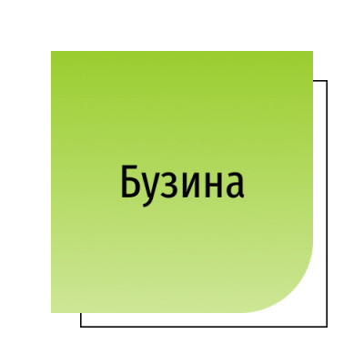 Бузина