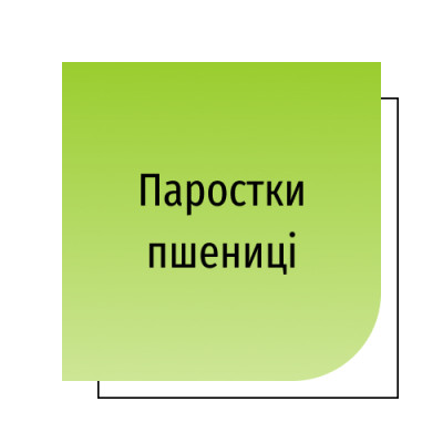 Паростки пшениці