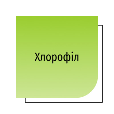 Хлорофіл