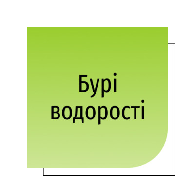 Бурі водорості