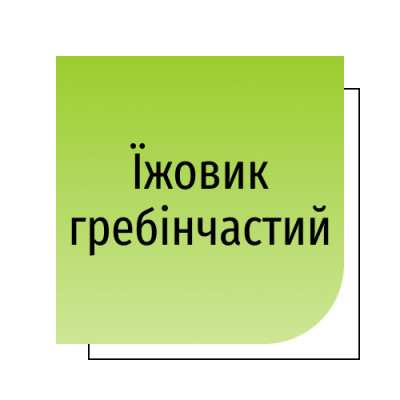 Їжовик гребінчастий
